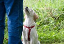 5 trucos para ADIESTRAR PERROS