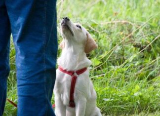 5 trucos para ADIESTRAR PERROS