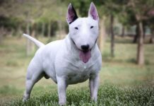 Cuidados y características del BULL TERRIER MINIATURA