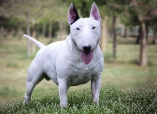Cuidados y características del BULL TERRIER MINIATURA