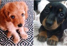 Consejos para CUIDAR CACHORRITOS