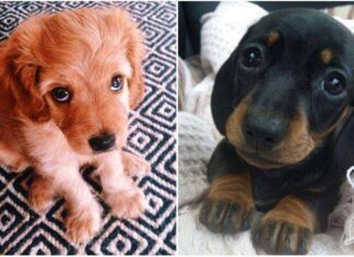 Consejos para CUIDAR CACHORRITOS