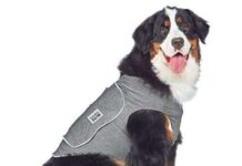 5 accesorios divertidos para PERROS