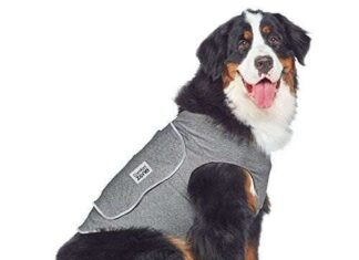 5 accesorios divertidos para PERROS