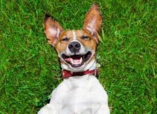5 divertidos VIDEOS DE PERROS