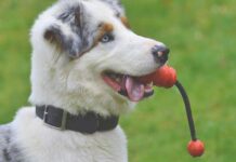 Juegos para COMPARTIR CON TU PERRO