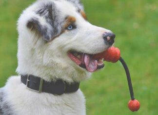Juegos para COMPARTIR CON TU PERRO