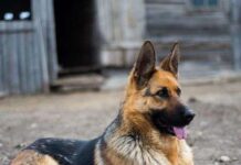4 razas de PERROS GUARDIANES