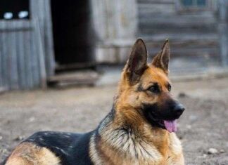 4 razas de PERROS GUARDIANES