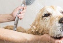 ¿Cómo tratar la PÉRDIDA EXCESIVA DE PELOS en el perro?