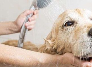 ¿Cómo tratar la PÉRDIDA EXCESIVA DE PELOS en el perro?