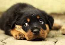 La mirada de los perros CIENTÍFICOS LA EXPLICAN