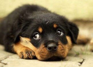 La mirada de los perros CIENTÍFICOS LA EXPLICAN