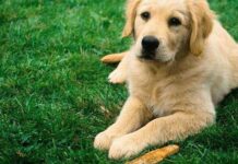 CONDUCTAS EXTRAÑAS de los perros ¿por qué hacen esto?