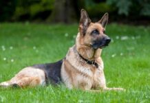 FAMILIAS DE PERROS, ¿de dónde proviene cada raza?