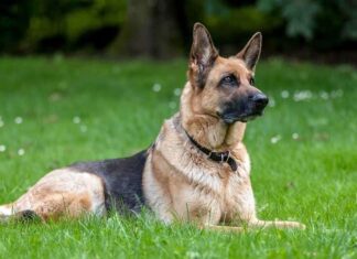FAMILIAS DE PERROS, ¿de dónde proviene cada raza?