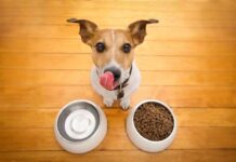 Trucos de ALIMENTACIÓN PARA PERROS