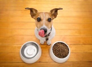 Trucos de ALIMENTACIÓN PARA PERROS
