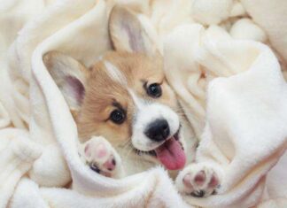 4 potentes NOMBRES PARA PERROS