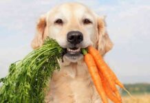 ¿Cómo hacer que un perro sea feliz?