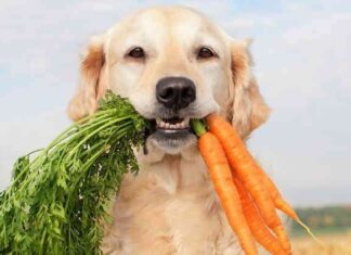 ¿Cómo hacer que un perro sea feliz?