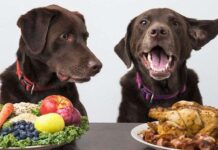 Los perjuicios de una DIETA VEGETARIANA para perros