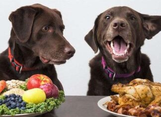 Los perjuicios de una DIETA VEGETARIANA para perros