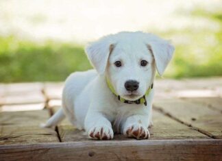 Cambios en la alimentación de mascotas. Nuevas tendencias en comida para perros Comidas para perros
