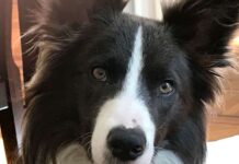 Perros medianos, ventajas y razas