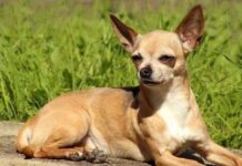 4 populares razas de PERROS PEQUEÑOS