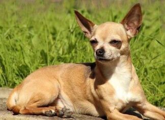 4 populares razas de PERROS PEQUEÑOS