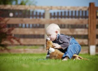 Videos graciosos y tiernos de perros
