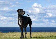Ventajas y desventajas de un perro de raza grande