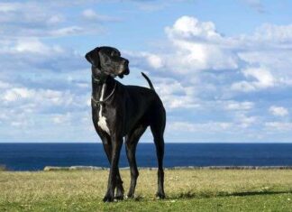 Ventajas y desventajas de un perro de raza grande