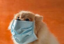 El coronavirus en perros, cuidados y atención