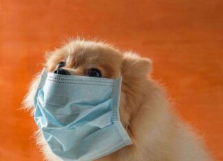 El coronavirus en perros, cuidados y atención