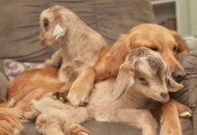 Loryn, la perra con instinto maternal que cuida cabras bebé