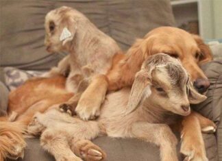 Loryn, la perra con instinto maternal que cuida cabras bebé