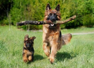 ¿Por qué debes de estar con tu perro antes de morir? eutanasia-perro
