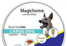 ¿Funcionan realmente los collares antipulgas para perros?