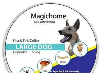 ¿Funcionan realmente los collares antipulgas para perros?