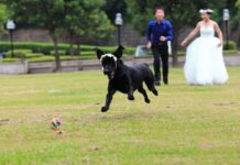 ¿Cómo incluir a tu perro en tu boda? perro-en-boda