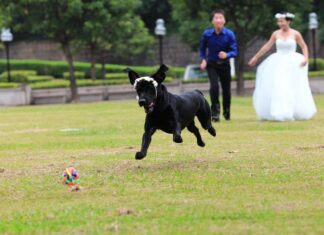 ¿Cómo incluir a tu perro en tu boda? perro-en-boda