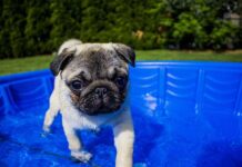 ¿Es buena la piscina para tu perro? piscina-perros