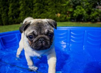 ¿Es buena la piscina para tu perro? piscina-perros