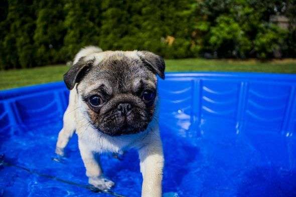 piscina-perros