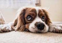 ¿Cómo adiestrar a un perro fácilmente en casa? adiestrar-perro