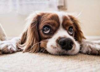 ¿Cómo adiestrar a un perro fácilmente en casa? adiestrar-perro