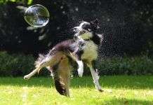 ¿Es el border collie el perro más inteligente del mundo? border-collie