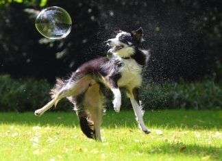 ¿Es el border collie el perro más inteligente del mundo? border-collie